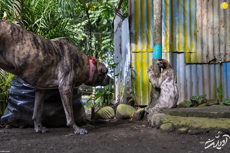 تصاویر تحسین شده مسابقه عکاسی حیات وحش ۲۰۲۲